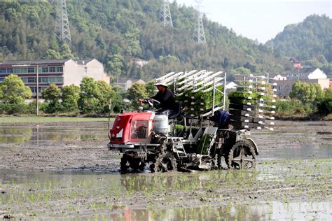 温岭大溪：水稻机插效率高 春耕跑出“加速度”-台州频道