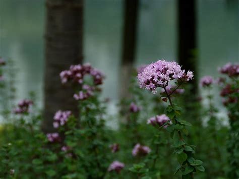 法国百里香Thymus vulgaris_花卉图片网