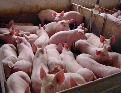 育肥猪增重 育肥猪专用饲料添加剂产品图片高清大图