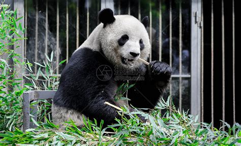 大熊猫吃什么，食量大吗？-农百科