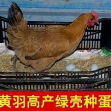 浚县奉献禽业有限公司