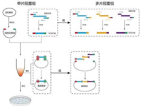 P4753-pGEM-TmpRSS11D基因模板质粒_质粒-上海禾午生物科技有限公司