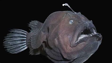 26种最神秘诡异的海底生物，恐怖如科幻片里的怪物（图片）