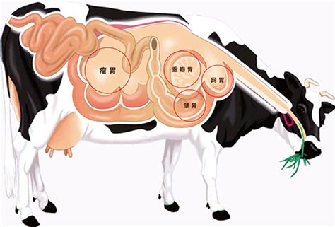 牛体趣话——“四胃一体”助消化--中国数字科技馆