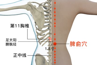 脾俞的准确位置图图片 脾俞的准确位置图图片