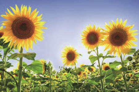 科学网—图说向日葵拍摄技巧：朵朵葵花向太阳 - 廖景平的博文