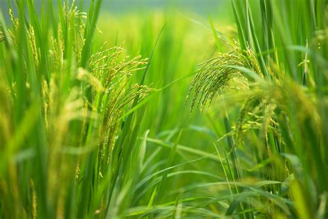 绿色水稻农作物高清图片下载-正版图片501660611-摄图网