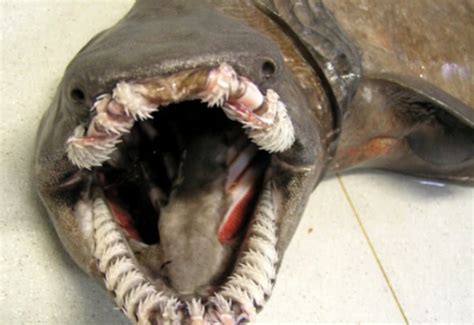 日本核废水的危害有多大？32条腿的章鱼，疑遭辐射变异