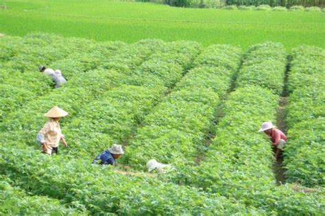 韩国农忙季开始 农民栽种地瓜