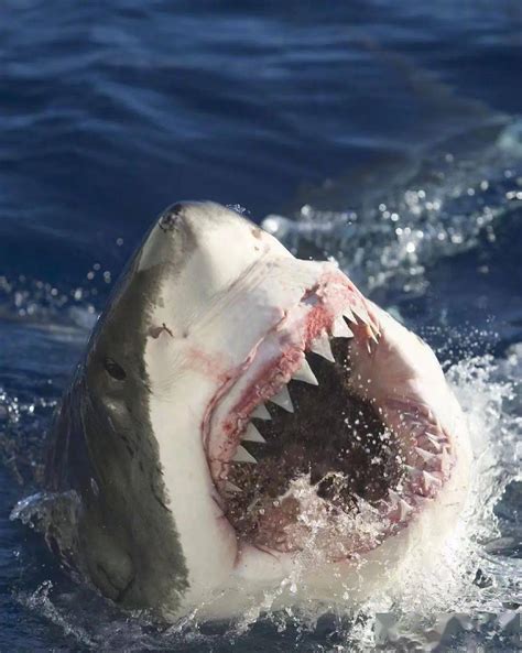 美国女子抓拍大白鲨进食特写镜头 场面惊人 _科技频道_凤凰网