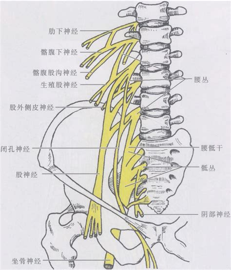 人体腰部示意图图片