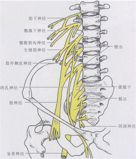 图5-2-9 腰丛、骶丛的组成-基础医学-医学