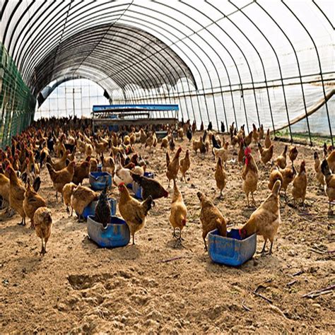 规模化畜禽养殖场产生污染的原因