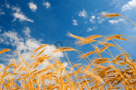 蓝天背景下的金色小麦高清图片下载-正版图片507020793-摄图网