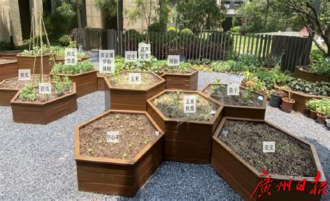 快来给小菜园点赞，选出“最美广州城市小菜园”！
