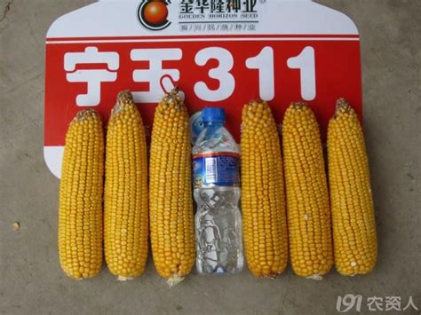 河北广平：玉米丰收-人民图片网