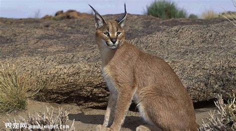 地球上最凶狠的6种野猫，狞猫能够一跃4米，猞猁竟敢单挑狼群？