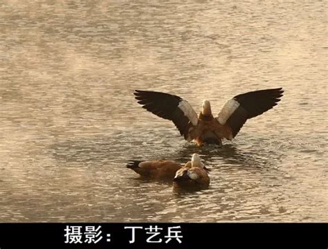 大美吕梁：抖气河中的赤麻鸭_黄河新闻网