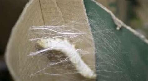 蚕丝是怎样形成的，实拍蚕宝宝吐丝结茧全过程，再到人工加工制作