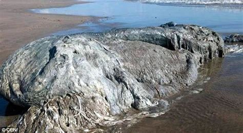 墨西哥海滩出现一具巨型神秘海洋生物尸体 - 神秘的地球 科学|自然|地理|探索