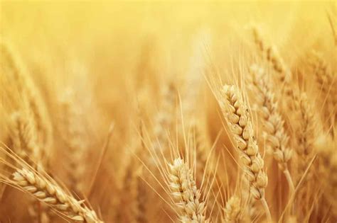 2022年小麦保护价是多少钱一斤-2022年小麦最低收购价格 - 见闻坊