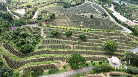 你了解云浮新兴景点象窝山吗？享受古韵茶香和自然风光，让我们一同探索！ - 联途