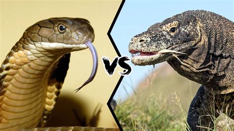 眼镜王蛇vs科莫多巨蜥，当蛇王遇到蜥蜴王，谁会笑到最后呢？_猎物_速度_毒液