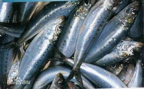 凤尾鱼、沙丁鱼、鯷鱼究竟有什么区别？凯撒沙拉中常用的anchovy是指哪种鱼？ - 知乎