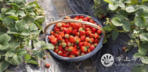简单好记的草莓园名字,草莓园起什么名字招财,适合采摘园的名字_大山谷图库