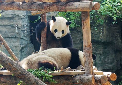 北京动物园：大熊猫爬树游戏惹人喜爱-荔枝网图片
