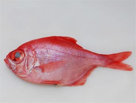 十大养不死的淡水鱼名字及图片 - 百科 - 酷钓鱼