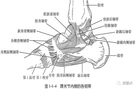 足关节解剖图图片