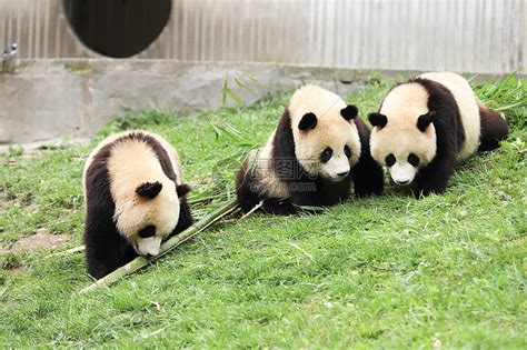 大熊猫吃竹子高清图片下载-正版图片501710645-摄图网