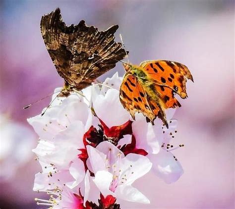 这三首最出名的《蝶恋花》，你最中意的是哪一首|蝶恋花|柳永|苏轼_新浪新闻