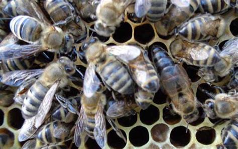 西方蜜蜂品种有哪些？意大利蜂最著名，还有东北黑蜂和新疆黑蜂！