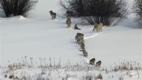 西伯利亚狼图片-动态图片基地