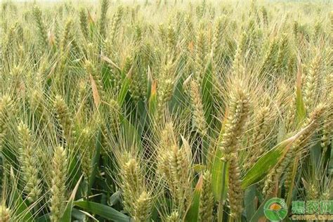 2021小麦价格最新行情多少钱一斤？ - 惠农网
