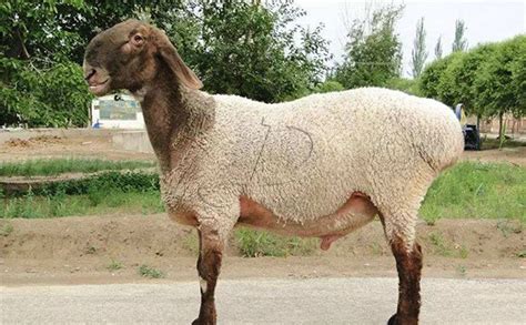 羊的品种名称大全图片,杜泊羊报价,萨福克羊图片大全(第8页)_大山谷图库