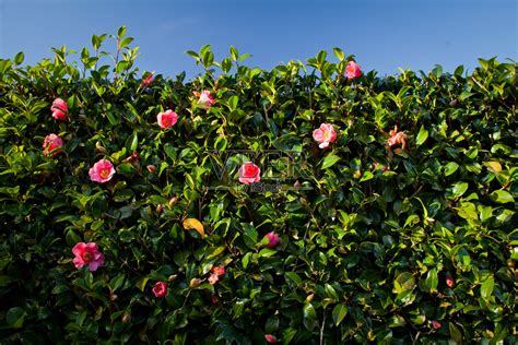 山茶-一种美丽的树篱植物照片摄影图片_ID:154139534-Veer图库