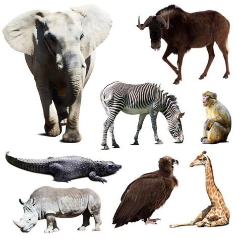 1000种动物图片大全 动物种类100种图片大全集(3)_配图网