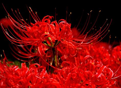 世界上最“诡异”的花，彼岸花上榜，最后一个被视为“邪恶之花”