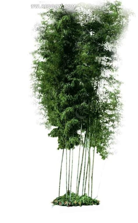 翠竹的养护管理措施-好景园林