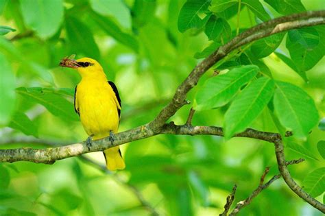 Golden Oriole (Oriolus oriolus), female with insect in its beak ...