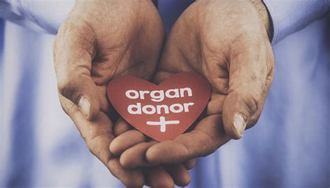 器官捐献试点4年捐献器官3058例 广东占全国五分之一居首位 | 北晚新视觉