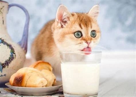 猫喝牛奶的危害 为什么奶猫不能喝牛奶 | 冷饭网