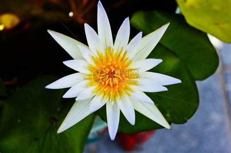 白莲花盛开植物群长大的白色高清图片下载-正版图片307527643-摄图网