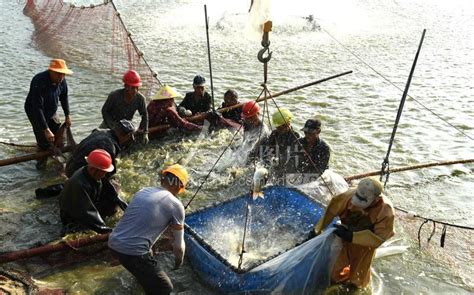 江苏淮安：捕鱼供应市场-人民图片网