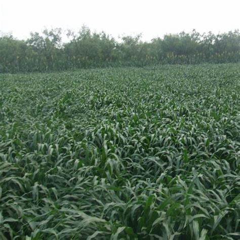 玉米种子东单181亩产多少斤