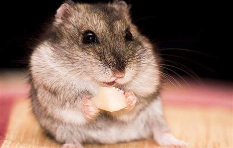 仓鼠不能吃什么食物（仓鼠喂养的注意事项） - 胖萌舍宠物网