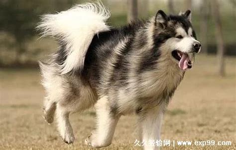阿拉斯加犬多少钱一只，每只幼犬价格1200-8500元不等_小狼观天下